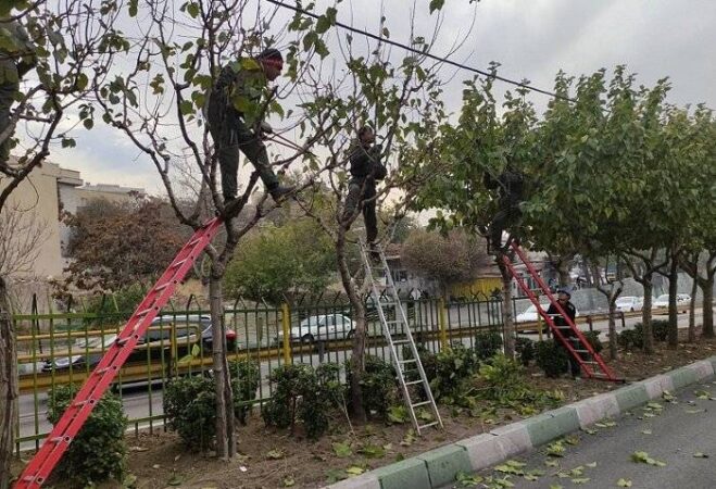 درختان منطقه2 آماده خواب زمستانی شد درختان منطقه۲ آماده خواب زمستانی شد