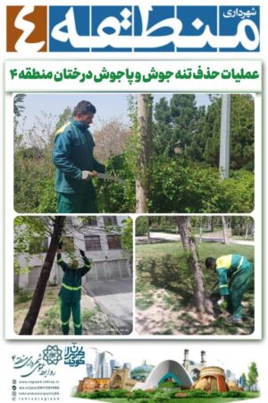 عملیات حذف تنه جوش و پاجوش درختان منطقه ۴ اجرایی شد عملیات حذف تنه جوش و پاجوش درختان منطقه ۴ اجرایی شد
