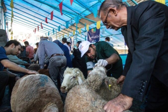️لاشه دامهای ذبح شده، توسط دامپزشکان بررسی میشود ️لاشه دامهای ذبح شده، توسط دامپزشکان بررسی میشود