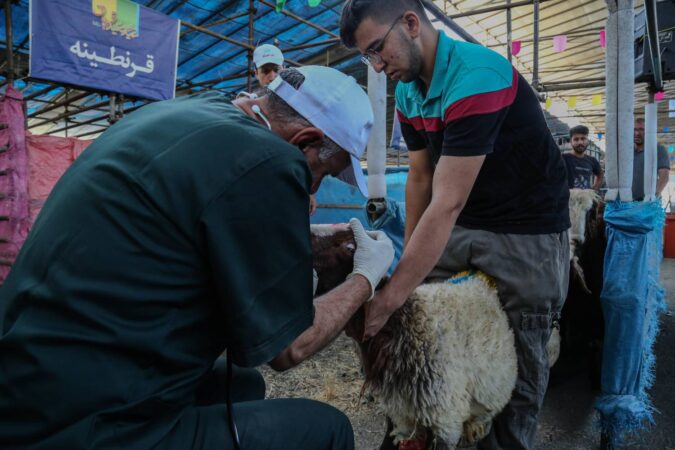 قیمت هر کیلوگرم دام زنده بهداشتی سبک ۳۴۰ هزار تومان قیمت هر کیلوگرم دام زنده بهداشتی سبک ۳۴۰ هزار تومان
