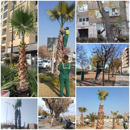 اجرای عملیات هرس هدفمند درختان در منطقه ۲۰