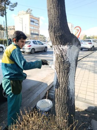 آغاز کنترل آفات درختان منطقه یک در خواب زمستانی، با اجرای عملیات باندینگ